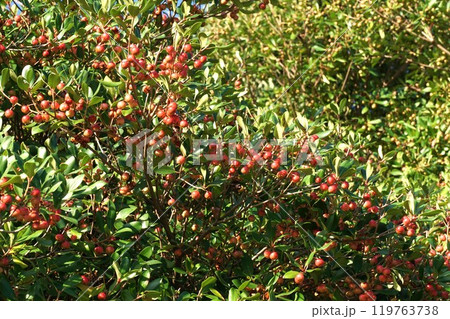 モッコクの真っ赤な実 モッコクの真っ赤な実 119763738
