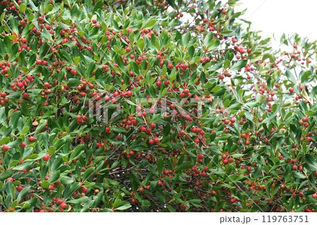 モッコクの真っ赤な実 119763751