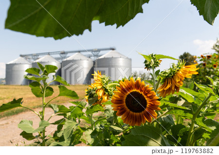 Sunflower on a background of agricultural silos, grain elevator for storage and drying of cereals Sunflower on a background of agricultural silos, grain elevator for storage and drying of cereals 119763882