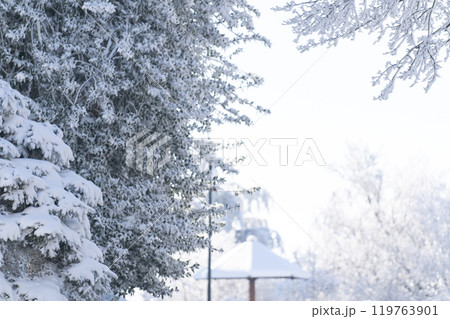 Snow covered trees. Winter forest 119763901
