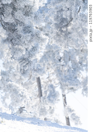Snow covered trees. Winter forest Snow covered trees. Winter forest 119763903