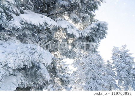 Snow covered trees. Winter forest 119763955