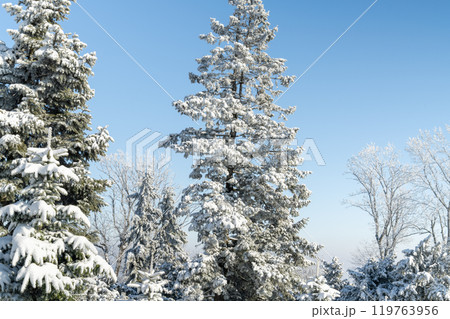 Snow covered trees. Winter forest 119763956