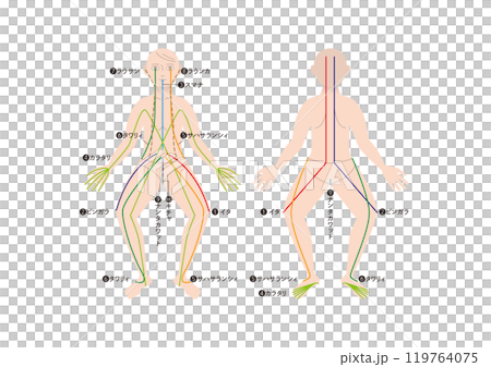 タイ伝統医学 アーユルヴェーダ「セン」エネルギーの流れ タイ伝統医学 アーユルヴェーダ「セン」エネルギーの流れ 119764075