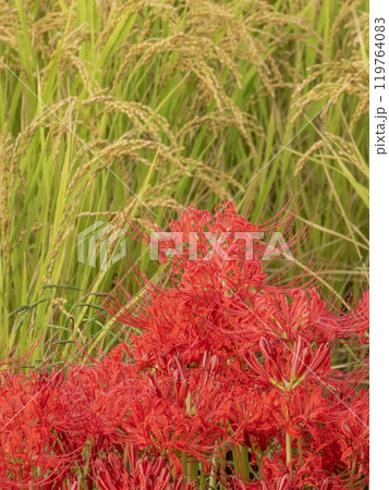 彼岸花と秋の稲田の景色 彼岸花と秋の稲田の景色 119764083