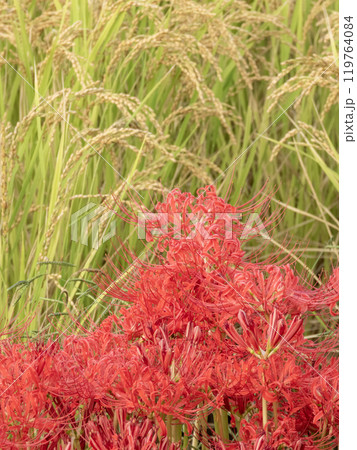 彼岸花と秋の稲田の景色 119764084