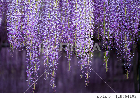 藤の花 119764105