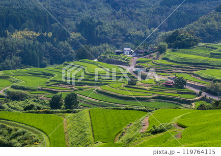新緑の別府内成の棚田 新緑の別府内成の棚田 119764115