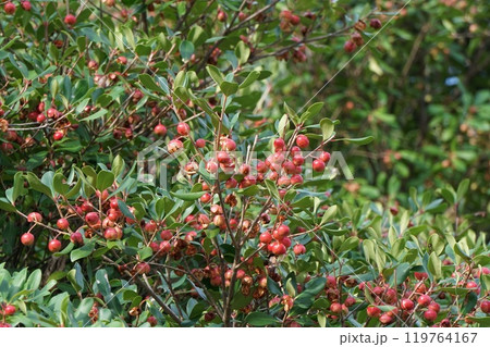 弾け始めたモッコクの実 弾け始めたモッコクの実 119764167