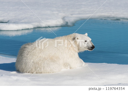 Wild polar bear lying on the pack ice north of Spitsbergen Island, Svalbard 119764354