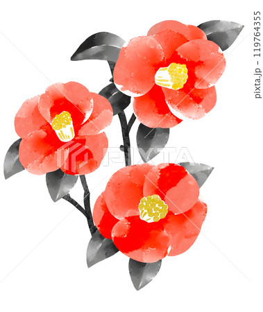 椿の水彩画イラストのイラスト素材 [119764355] - PIXTA