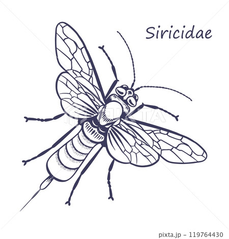 Siricidae vector sketch 119764430