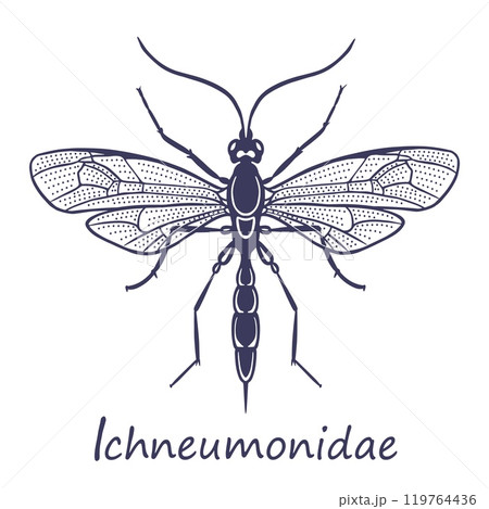 Ichneumonidae vector sketch 119764436