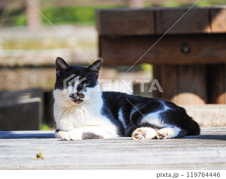 ベンチで休む猫 119764446