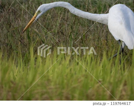 野鳥のいる秋の稲田の景色 野鳥のいる秋の稲田の景色 119764617