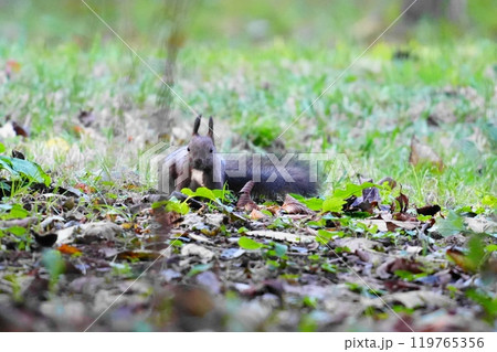地面におりたエゾリス 119765356