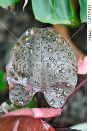 Philodendron , Philodendron Pink Princess or bicolor plant or pink leaf or brown leaf and rain droplet Philodendron , Philodendron Pink Princess or bicolor plant or pink leaf or brown leaf and rain droplet 119765418