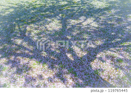 舞い落ちた桜の花びら・春 イメージ 舞い落ちた桜の花びら・春 イメージ 119765445