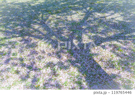 舞い落ちた桜の花びら・春 イメージ 119765446