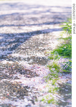 舞い落ちた桜の花びら・春 イメージ 舞い落ちた桜の花びら・春 イメージ 119765450