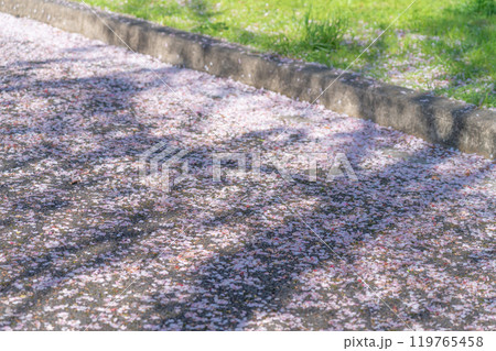 舞い落ちた桜の花びら・春 イメージ 舞い落ちた桜の花びら・春 イメージ 119765458