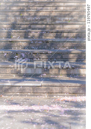 舞い落ちた桜の花びら・春 イメージ 舞い落ちた桜の花びら・春 イメージ 119765497