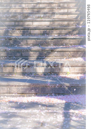 舞い落ちた桜の花びら・春 イメージ 119765498
