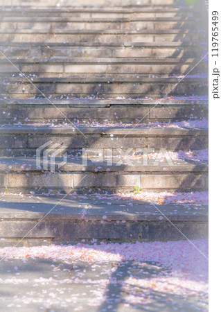 舞い落ちた桜の花びら・春 イメージ 119765499
