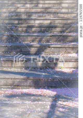 舞い落ちた桜の花びら・春 イメージ 119765500