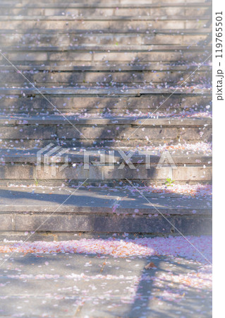 舞い落ちた桜の花びら・春 イメージ 119765501