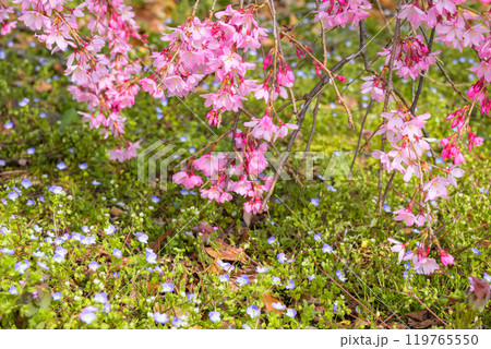 シダレザクラとオオイヌノフグリ【北安曇郡池田町】 119765550