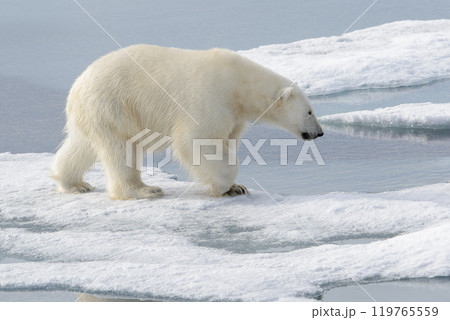 Wild polar bear on pack ice in Arctic 119765559