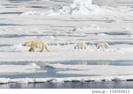 Polar bear mother (Ursus maritimus) and twin cubs on the pack ice, north of Svalbard Arctic Norway 119765611