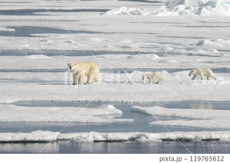 Wild polar bear (Ursus maritimus) mother and cub on the pack ice Wild polar bear (Ursus maritimus) mother and cub on the pack ice 119765612