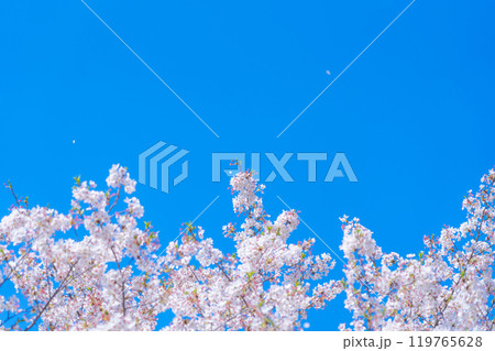 桜と青い空・春 イメージ 119765628