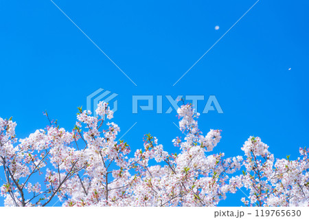 桜と青い空・春 イメージ 119765630