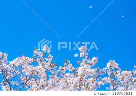 桜と青い空・春 イメージ 桜と青い空・春 イメージ 119765631