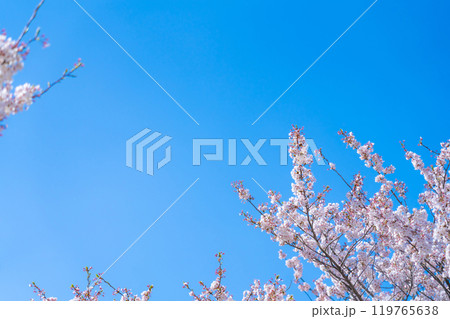 桜と青い空・春 イメージ 119765638