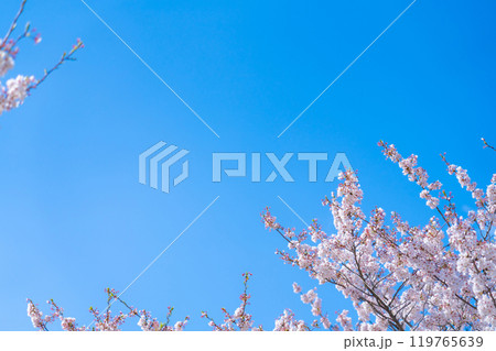 桜と青い空・春 イメージ 119765639
