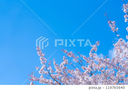 桜と青い空・春 イメージ 桜と青い空・春 イメージ 119765640