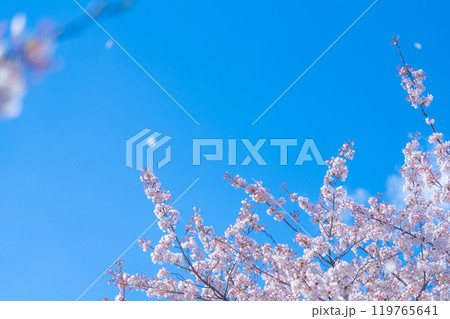 桜と青い空・春 イメージ 119765641