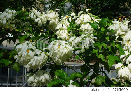 アカネ科コンロンカ属の常緑つる性木本「コンロンカ」の花 アカネ科コンロンカ属の常緑つる性木本「コンロンカ」の花 119765669