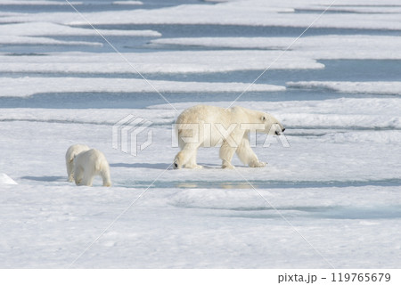 Wild polar bear (Ursus maritimus) mother and cub on the pack ice 119765679