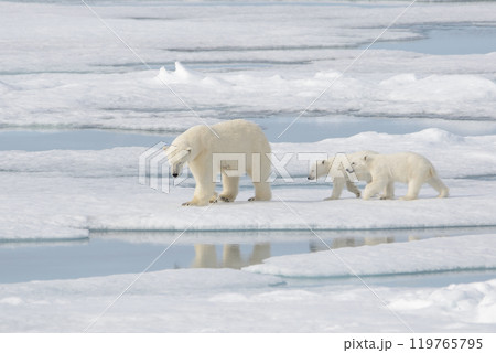 Wild polar bear (Ursus maritimus) mother and cub on the pack ice 119765795
