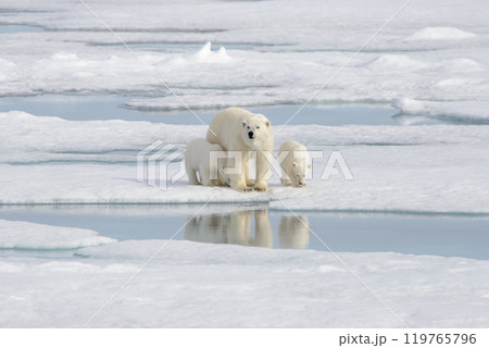 Wild polar bear (Ursus maritimus) mother and cub on the pack ice 119765796