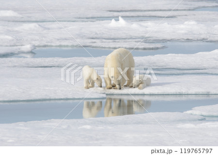 Wild polar bear (Ursus maritimus) mother and cub on the pack ice 119765797