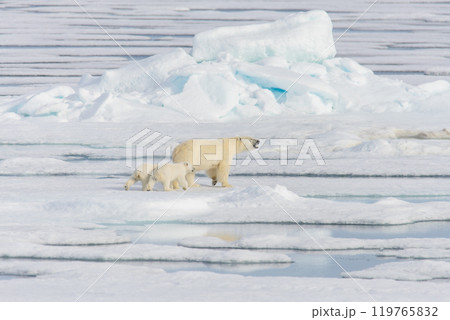 Polar bear mother (Ursus maritimus) and twin cubs on the pack ice, north of Svalbard Arctic Norway 119765832