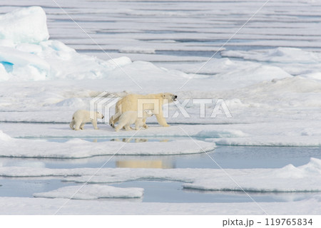 Polar bear mother (Ursus maritimus) and twin cubs on the pack ice, north of Svalbard Arctic Norway Polar bear mother (Ursus maritimus) and twin cubs on the pack ice, north of Svalbard Arctic Norway 119765834