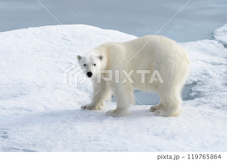 Wild polar bear on pack ice in Arctic 119765864
