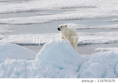 Wild polar bear on pack ice in Arctic 119765870